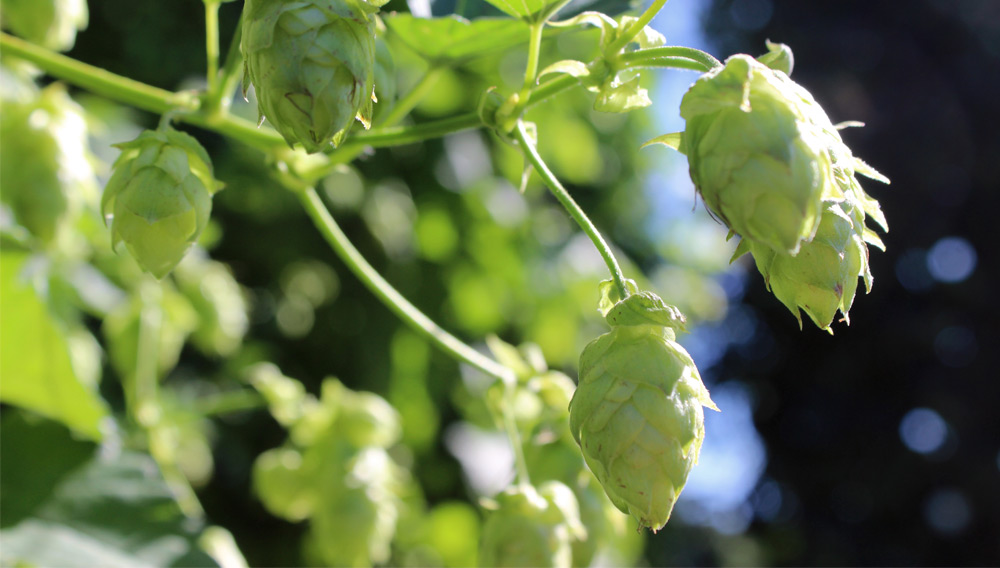 Advances in hop extraction with supercritical carbon dioxide
