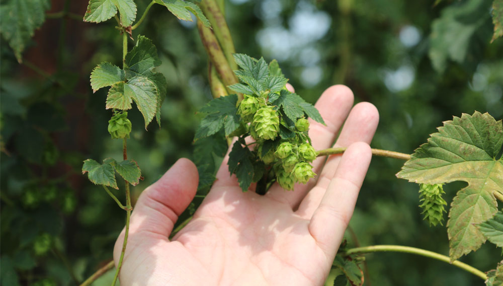 Hand reaches for hop plant