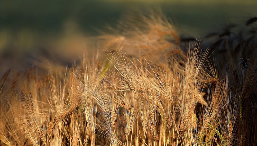 Barley field (Photo: WFranz on pixabay)