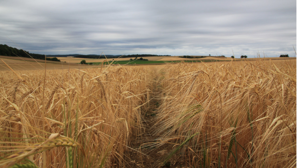 Barley field (Photo: BRAUWELT)