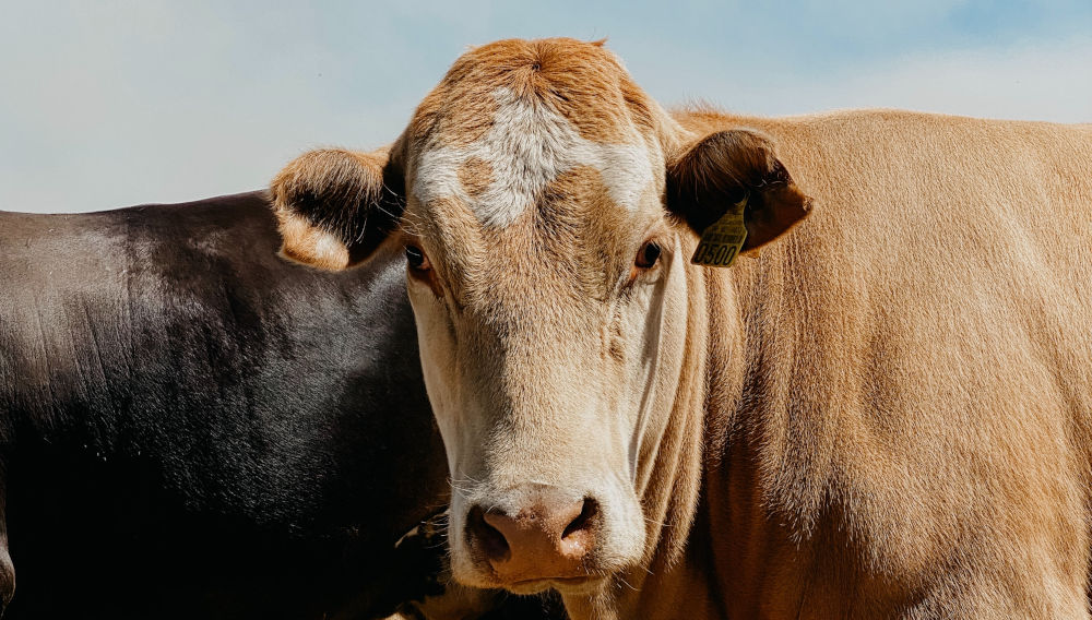 Cows (Photo: Yitzhak Rodriguez, Unsplash)