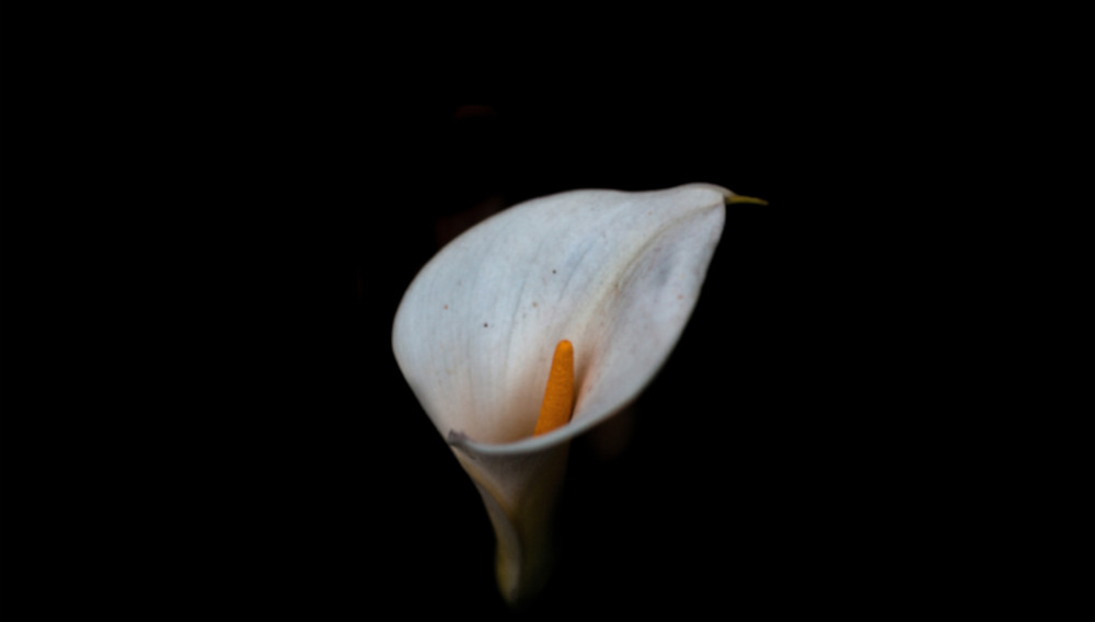 White flower against a black background (Photo: Kelvin Smit on Unsplash)