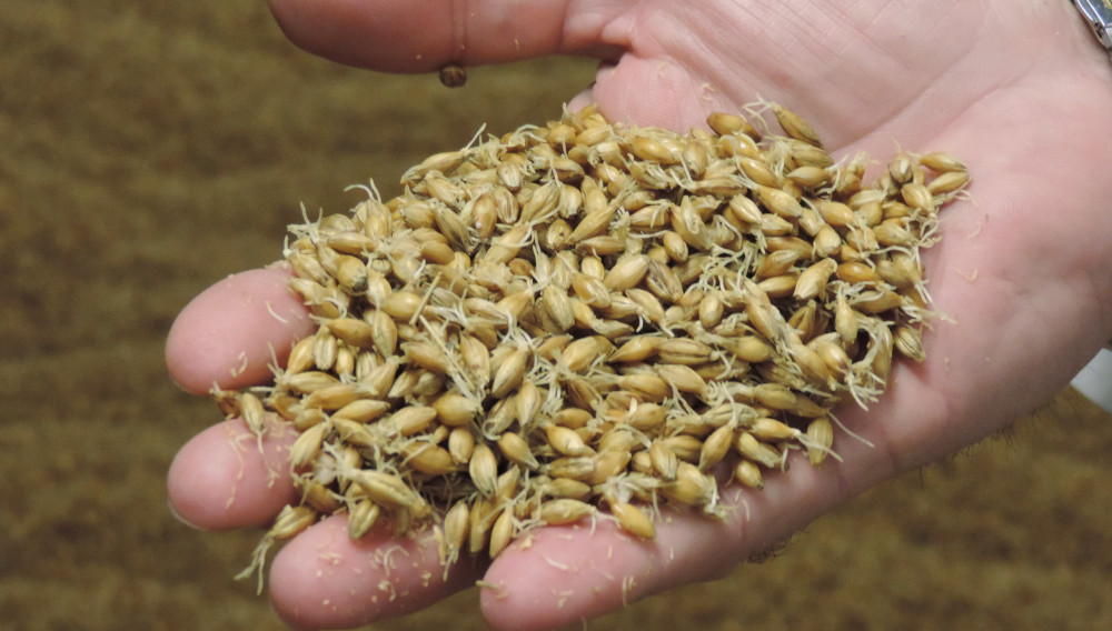 Person holding malt grains in the palm of their hand