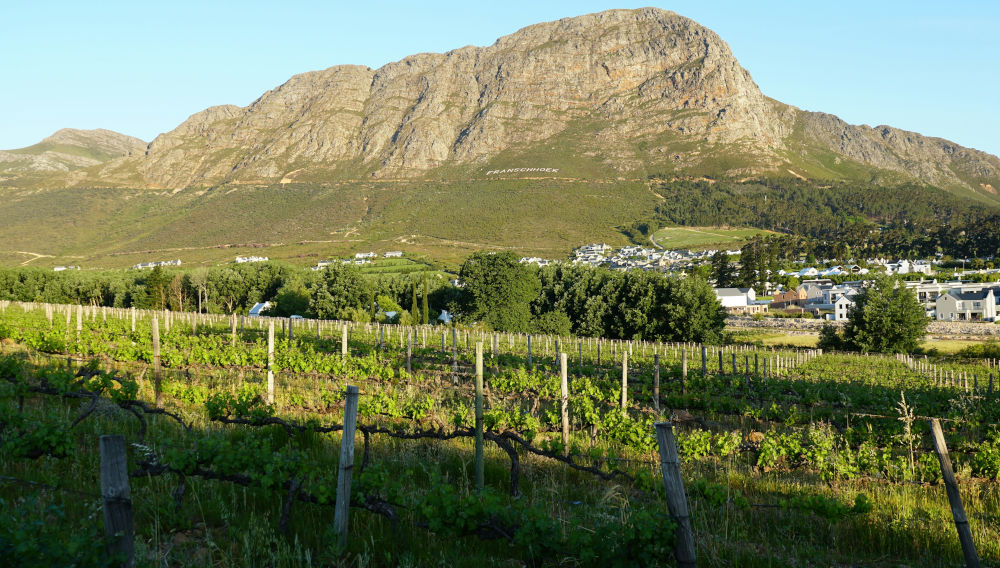 Weinberg in Franschhoek, Südafrika; im Hintergrund sieht man einen grauen Berg und darüber den blauen Himmel (Foto: Sheila C auf Unsplash)