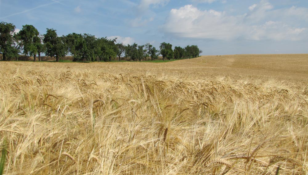 Braugerstenfeld im Juli