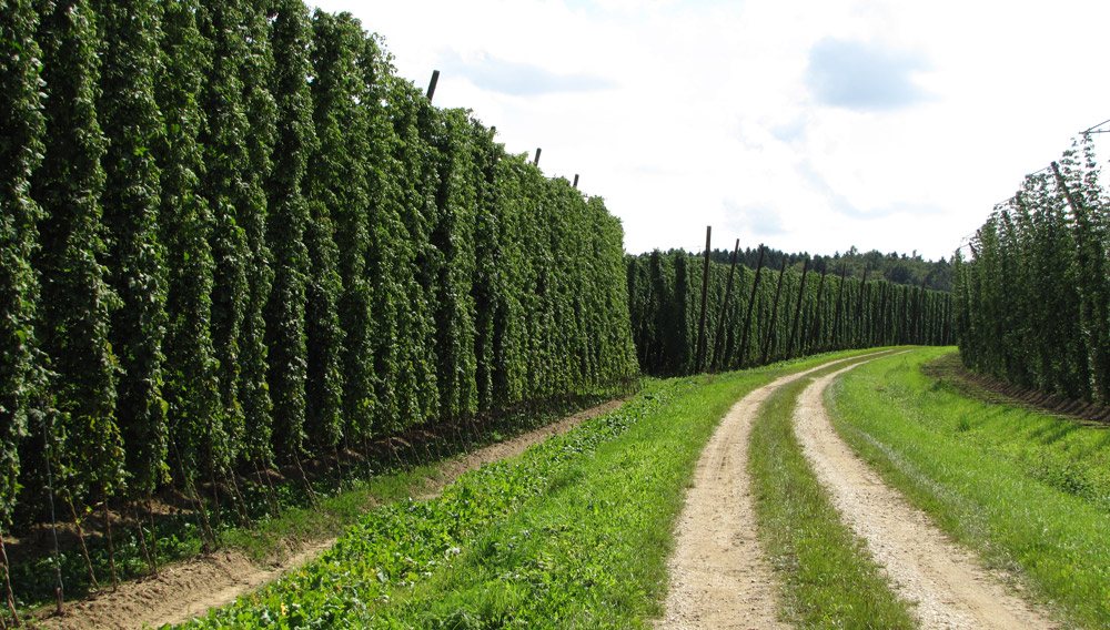 Hopfengarten in der Hallertau