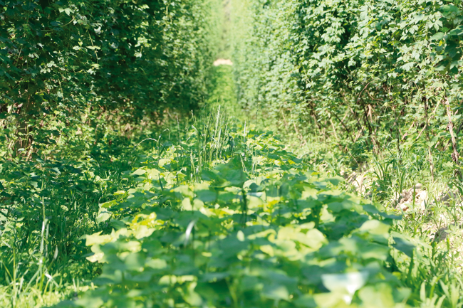 Untersaaten im Bio-Hopfen