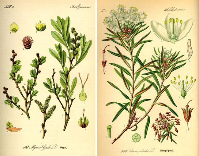 Gagelstrauch (li.) und Sumpfporst (re.) (Quelle: Thomé, O. W.: Flora von Deutschland, Österreich und der Schweiz, 1885, Gera, Deutschland, Wikimedia Commons: https://commons.wikimedia.org/wiki/File:Illustration_Myrica_gale0.jpg; https://commons.wikimedia.org/wiki/File:Illustration_Ledum_palustre0.jpg)