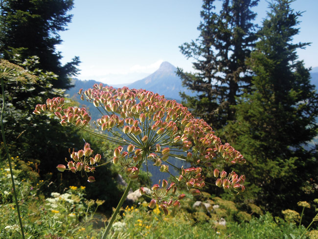 Laserpitium siler (Siler montanum) oder Bergkümmel (Quelle: Patrice78500, Wikimedia Commons: https://commons.wikimedia.org/wiki/File:Graines_Laserpitium_Siler_au_Bec_de_la_Scia.JPG?uselang=de)