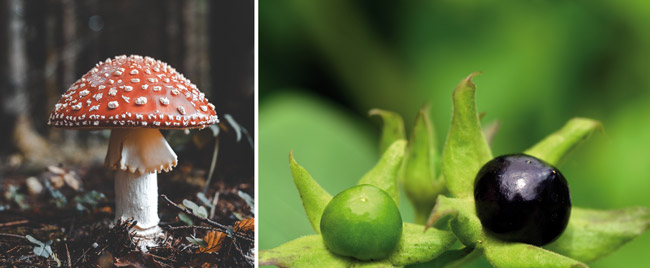 Fliegenpilz (li.) und Tollkirsche (re.) wurden wegen ihrer berauschenden Wirkung ebenfalls gelegentlich für die Herstellung von Bier verwendet (Quelle: Fliegenpilz: Florian van Duyn on Unsplash; Tollkirsche: Ulrike Leone on Pixabay)