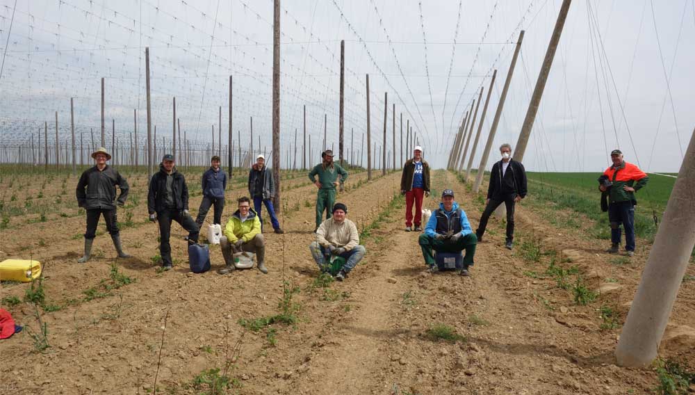 Eine echte Win-Win-Situation: Von der Hilfsaktion im Hopfen profitieren Studierende, HSWT und Hopfenpflanzer