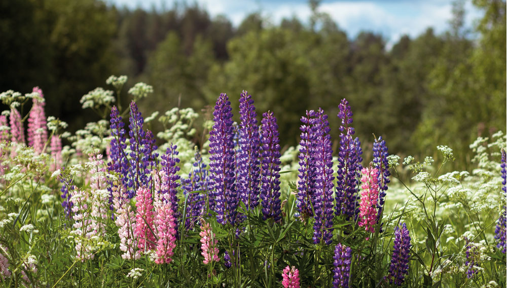 Lupinen (Foto: K8 on Unsplash)