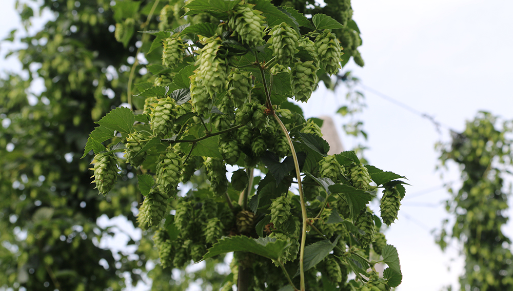 Hopfendolden
