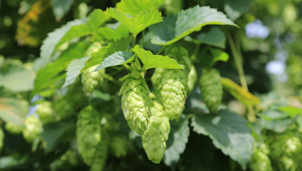 Die Vermarktung von Hopfen bleibt schwierig Hopfendolden