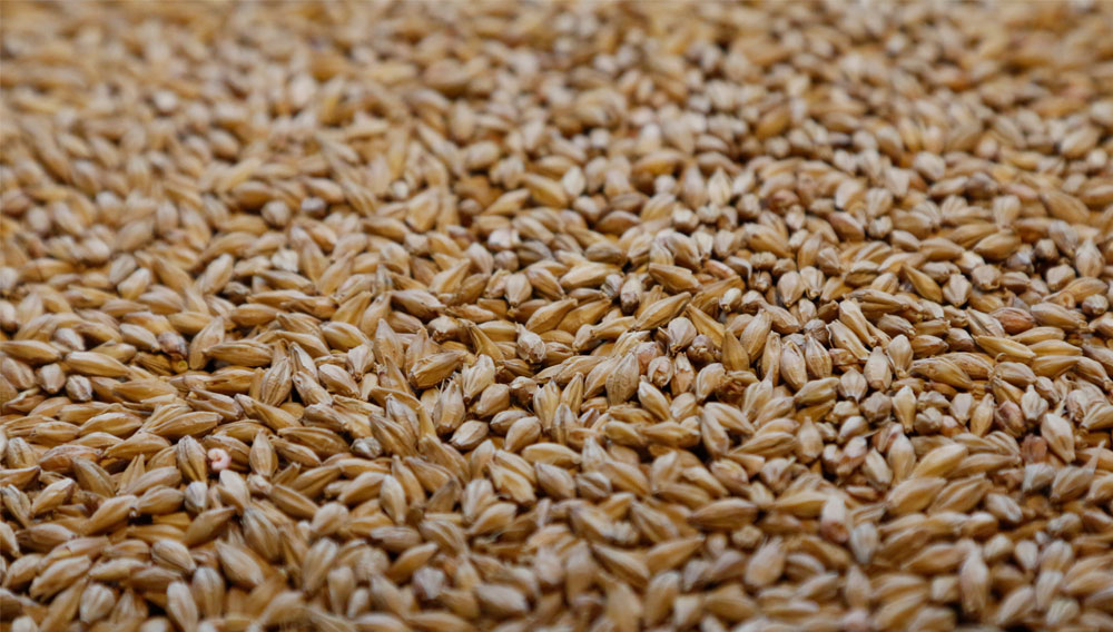 Gerstenmalz