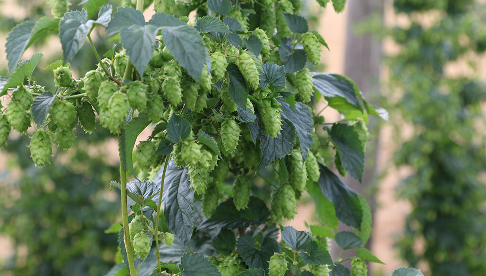 Hopfendolden